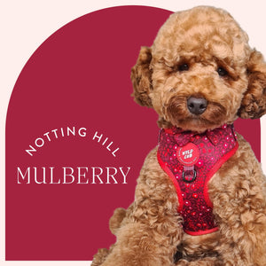 Cute floral red dog puppy Harness cockapoo cavapoo poodle