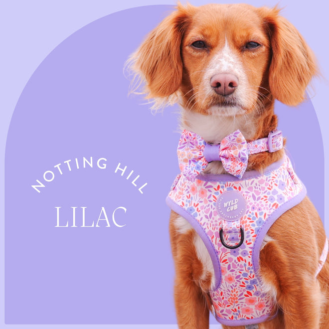 Notting Hill Lilac